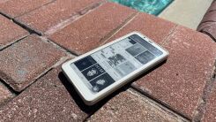 White Boox Palma lying on a brick patio next to an in-ground pool