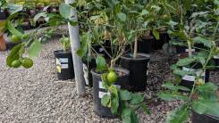 Nursery trees in a greenhouse over winter