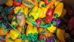 2024 snacking pepper harvest