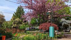 Spring flowers