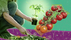 An illustration of a woman planting a small tomato seedling in the ground, with a large vine of grown ripe tomatoes floating in the air above the spot where she's digging
