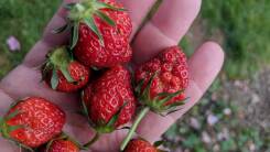 strawberries in hand