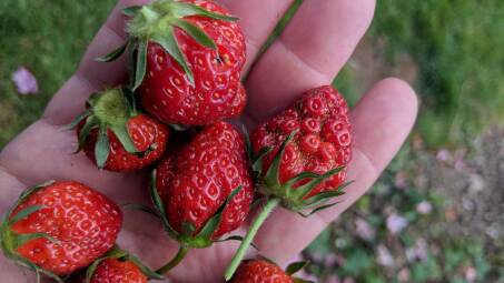 strawberries in hand