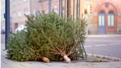 discarded christmas tree on a city sidewalk